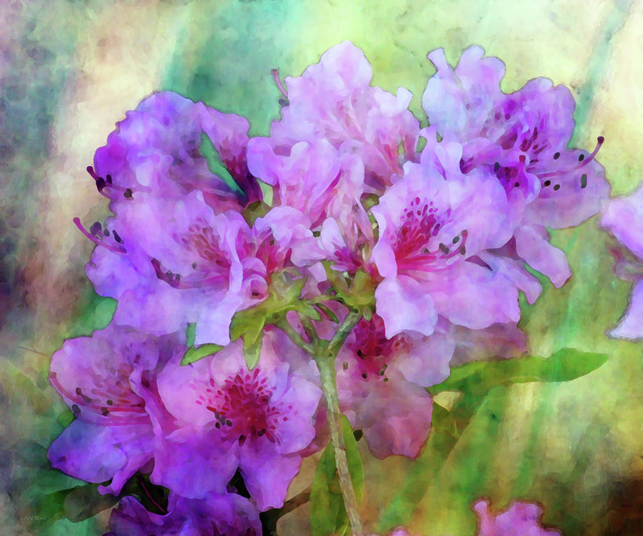 Azaleas In The Morning 6498 IDP_2 by Steven Ward Azaleas In The Morning 6498 IDP_2 by Steven Ward