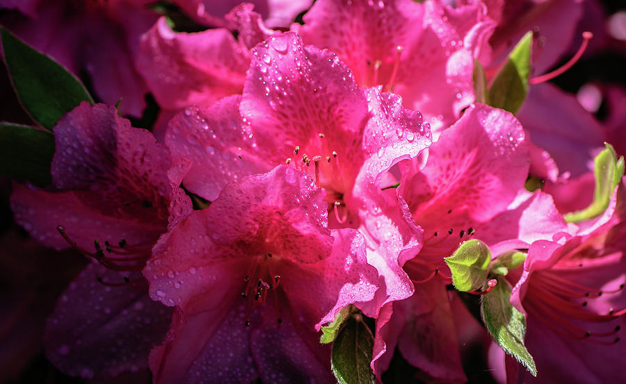 Azaleas Spring Blooms Digital Art by Ed Stines