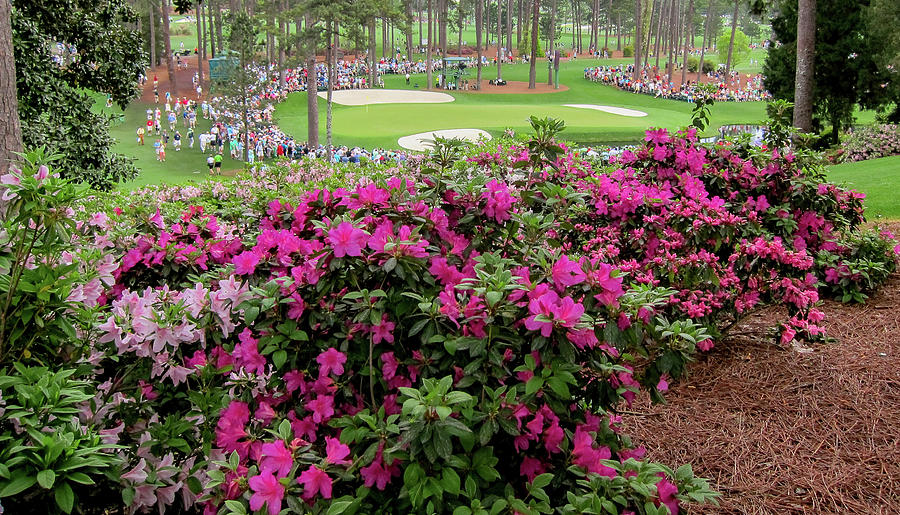 Azaleas With A Front Row Seat At The Masters Photograph by David Choate