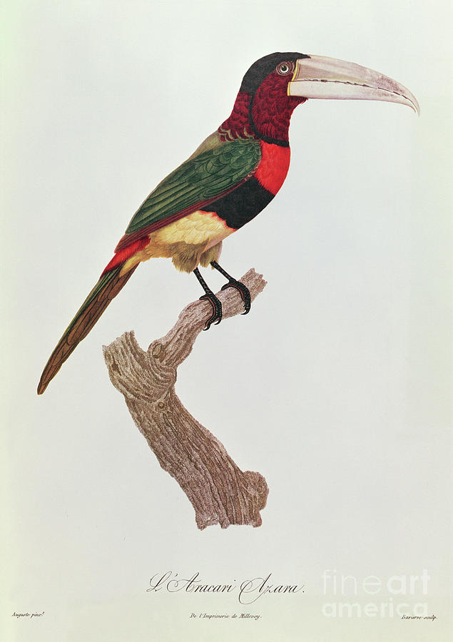 Azara Aracari, Engraved By Barriere Painting by Jacques Barraband