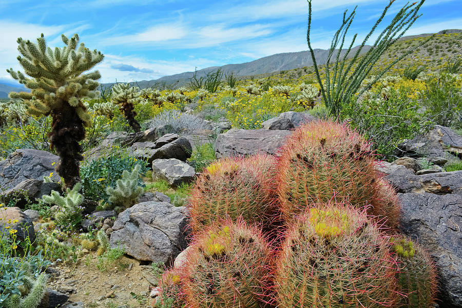 Azna Borrego Desert Cactus Photograph by Kyle Hanson