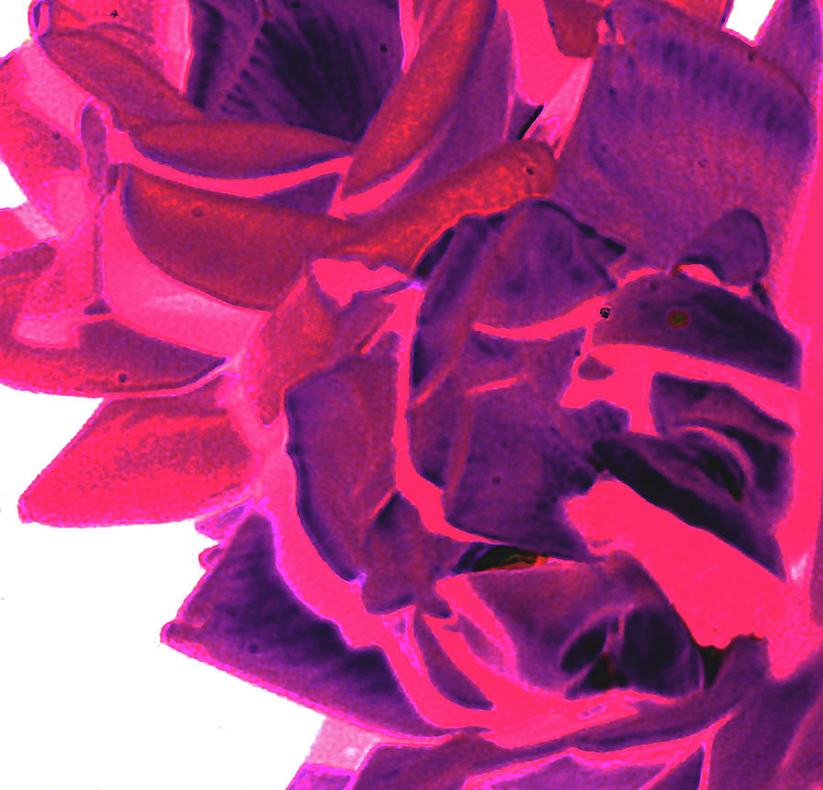 Azure Rose 2 Digital Art by JamieLynn Warber