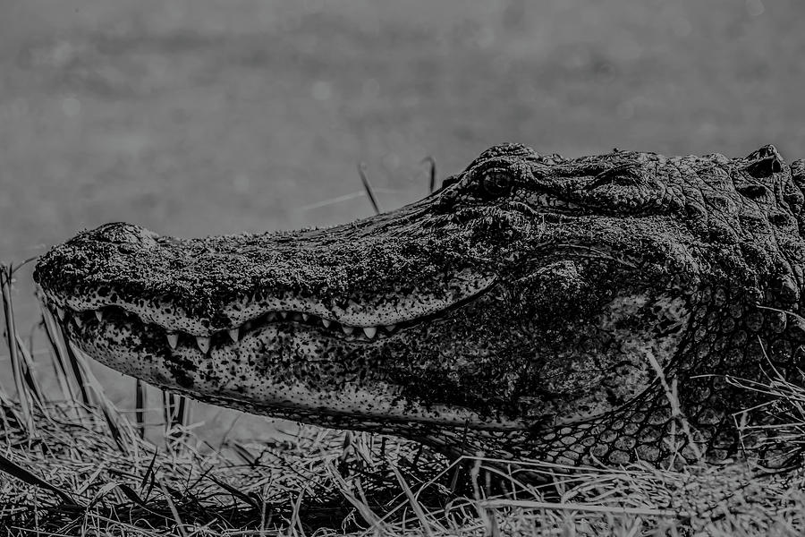 B and W Gator by Kevin Banker B and W Gator by Kevin Banker