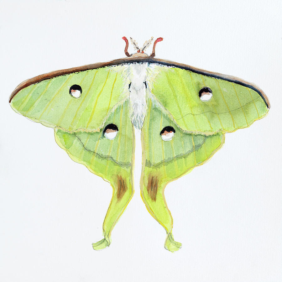 Insects Painting - B-butterfly Collection Luna Moth by Joanne Porter