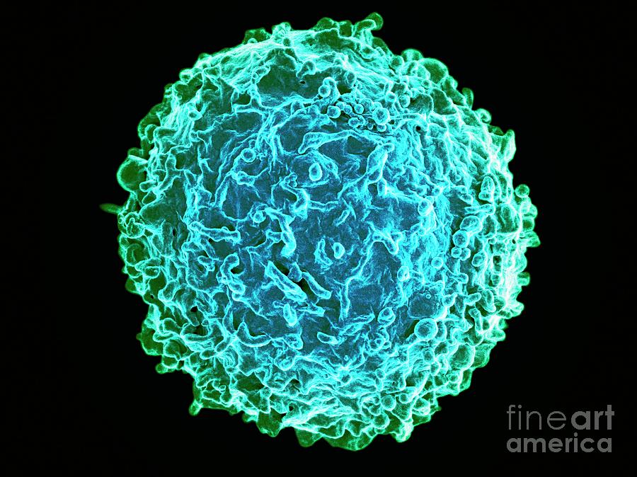 B Lymphocyte White Blood Cell Photograph By National Institute Of ...