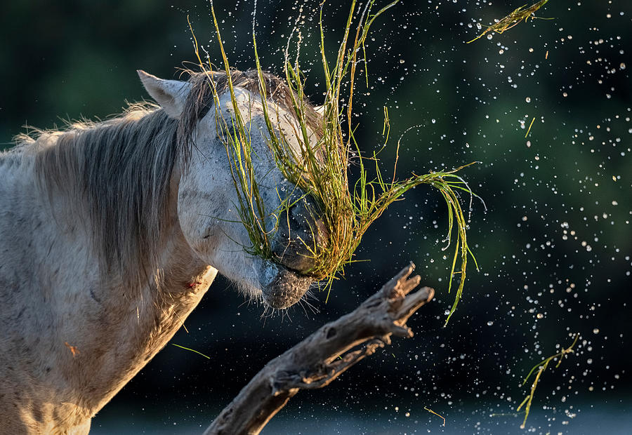 Eel Grass for Breakfast Photograph by Paul Martin