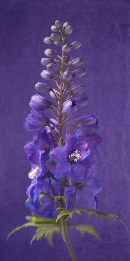Flower Mixed Media - B Purple Foxgloves 2 by Symposium Design