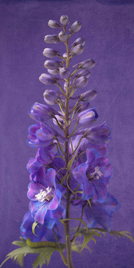 Flower Mixed Media - B Purple Foxgloves 3 by Symposium Design
