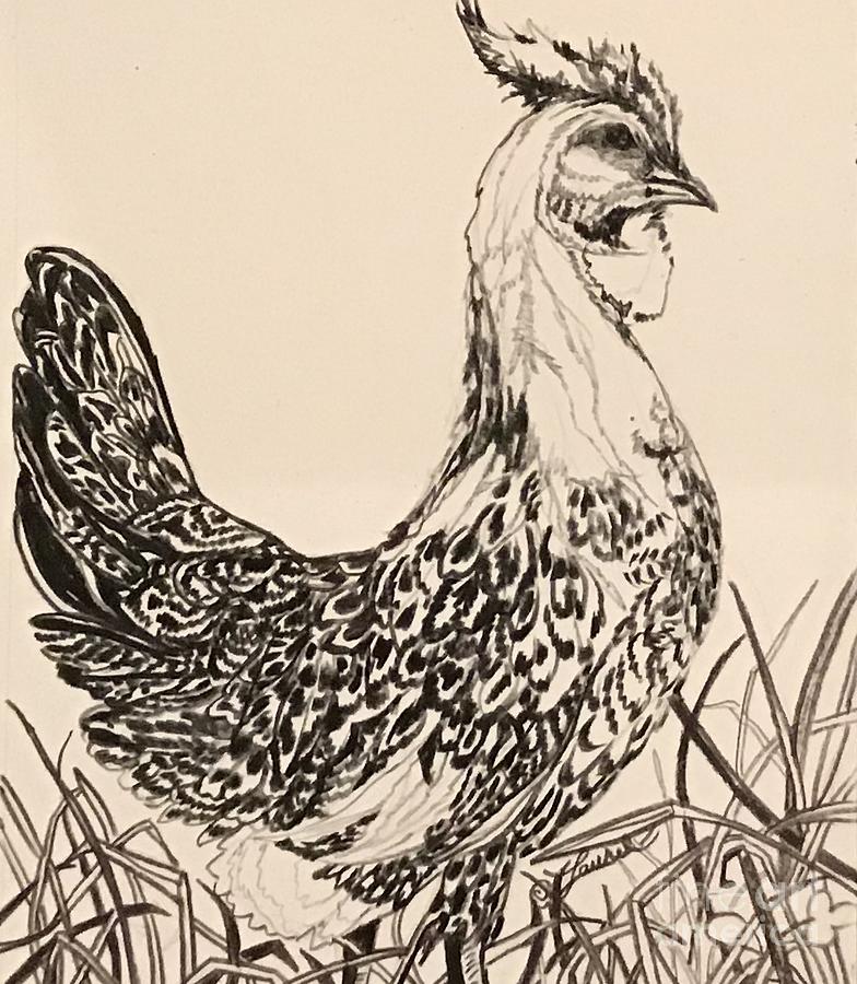 B/W Silver Spangled Hamburg Chicken Drawing by Laurel Adams