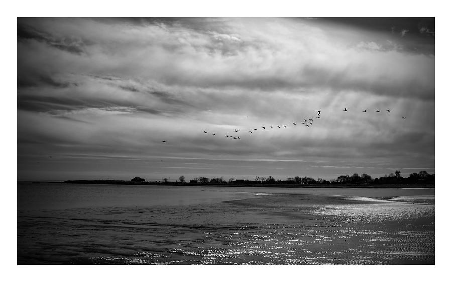 Winter Photograph - B/W winter geese by Louise Ortega