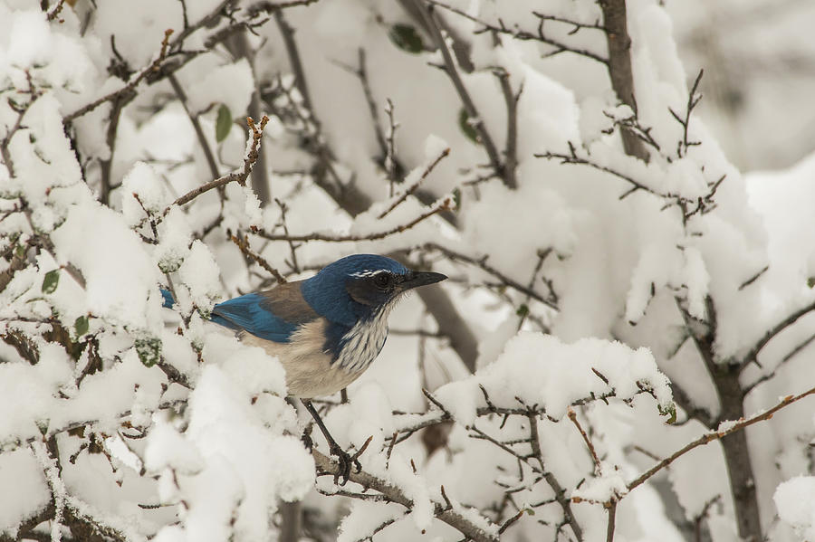 Avian Photograph - B44 by Joshua Ables Wildlife Avian Photograph - B44 by Joshua Ables Wildlife