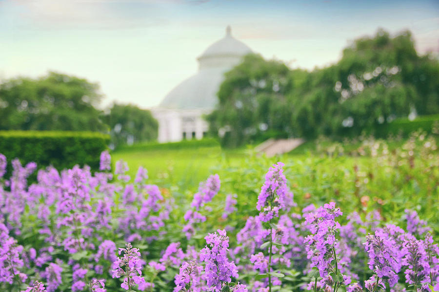 Lavender Lawn Photograph by Jessica Jenney