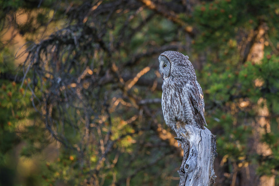 Avian Photograph - B46 by Joshua Ables Wildlife Avian Photograph - B46 by Joshua Ables Wildlife