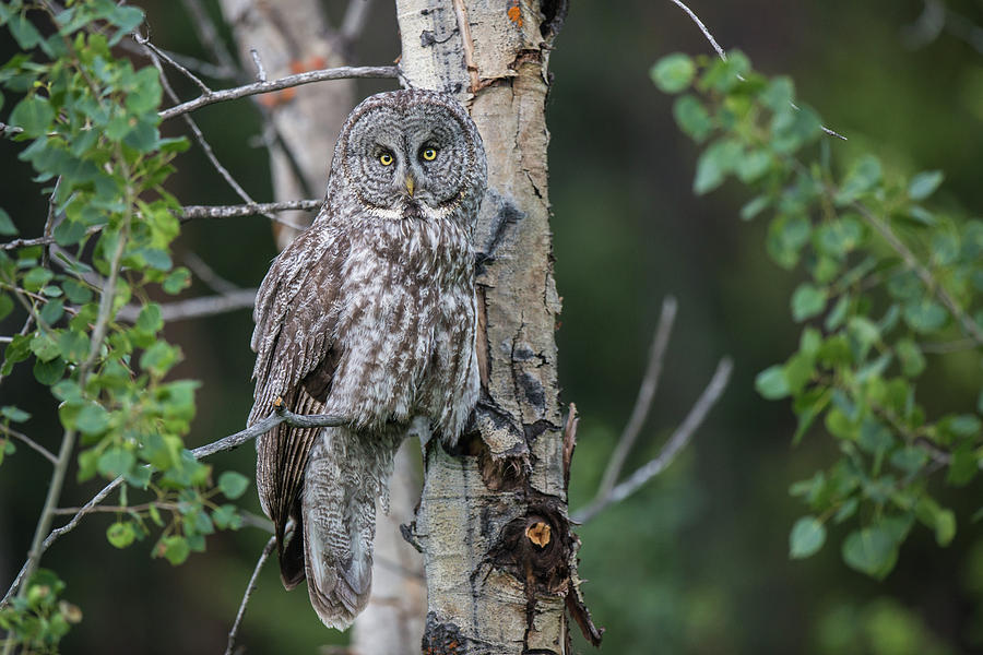 Avian Photograph - B48 by Joshua Ables Wildlife Avian Photograph - B48 by Joshua Ables Wildlife