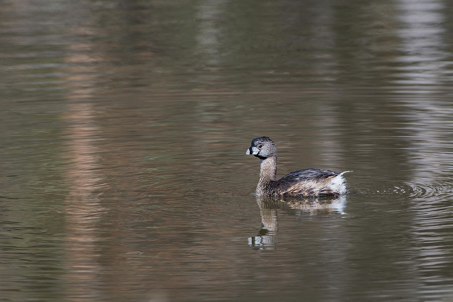Avian Photograph - B55 by Joshua Ables Wildlife Avian Photograph - B55 by Joshua Ables Wildlife