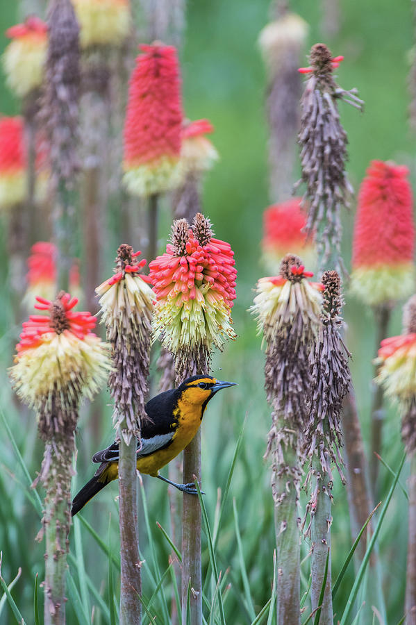 Avian Photograph - B58 by Joshua Ables Wildlife Avian Photograph - B58 by Joshua Ables Wildlife