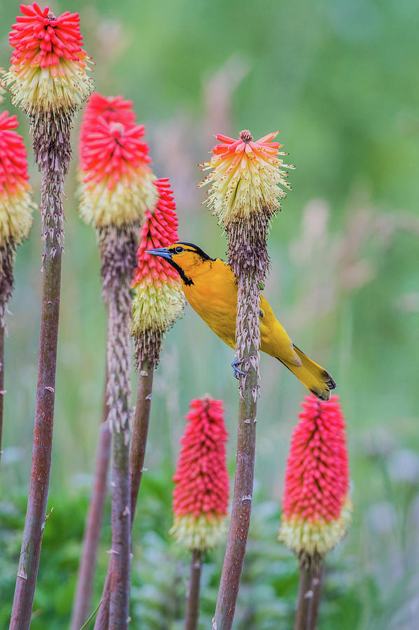 Avian Photograph - B59 by Joshua Ables Wildlife Avian Photograph - B59 by Joshua Ables Wildlife
