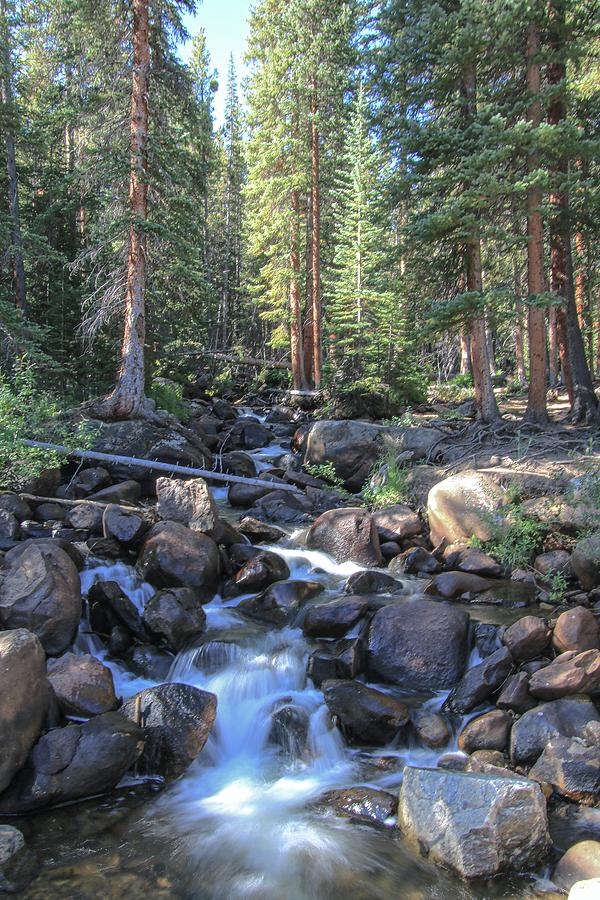 Babbliing Brook in the Forest by Joseph Holub Babbliing Brook in the Forest by Joseph Holub
