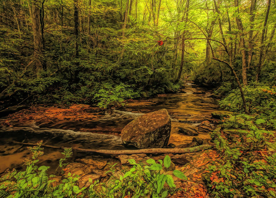 Babbling Brook HDR Photograph by Judy Vincent