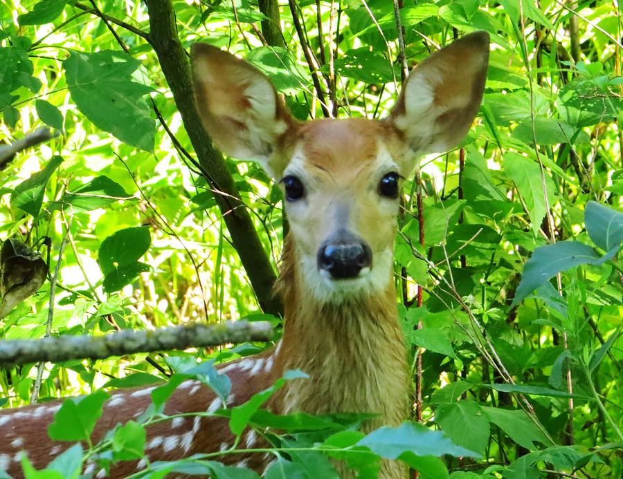 Deer Photograph - Babe in the Wood  by Lori Frisch