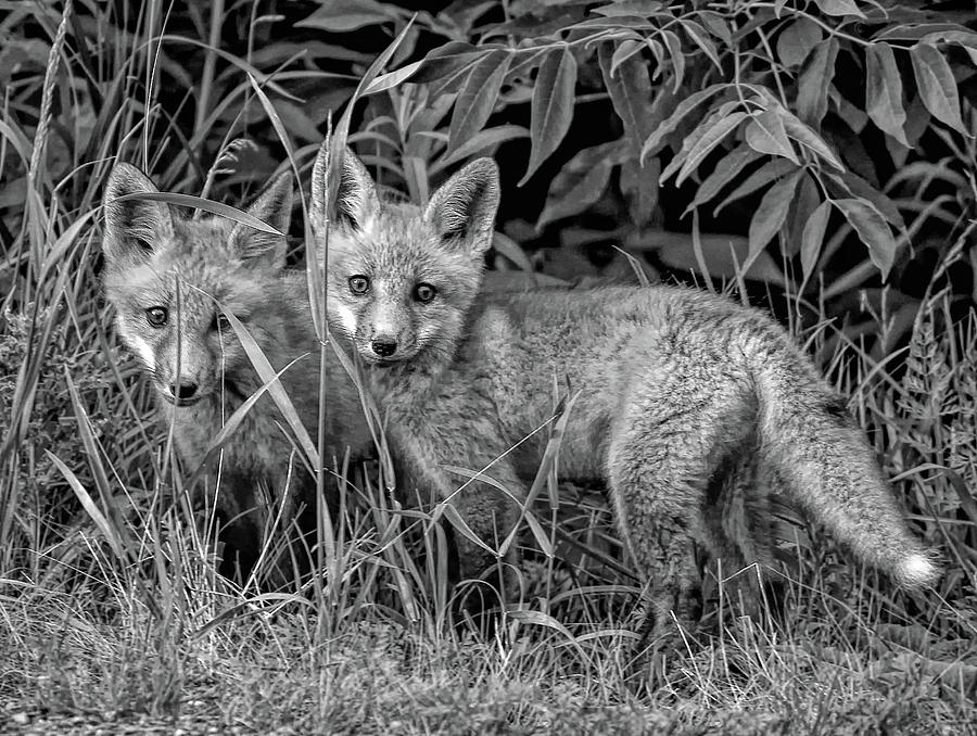 Wildlife Photograph - Babes In The Woods 2 bw by Steve Harrington