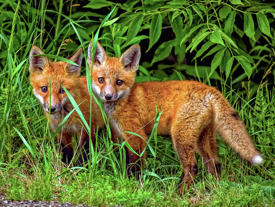 Wildlife Photograph - Babes In The Woods 2 by Steve Harrington