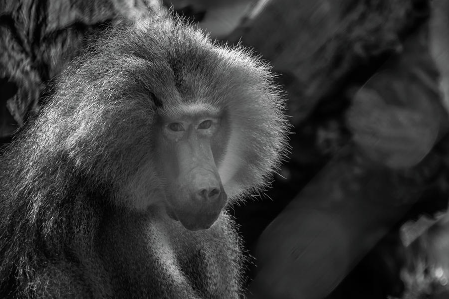 Baboon black and white Photograph by Diego Garcia