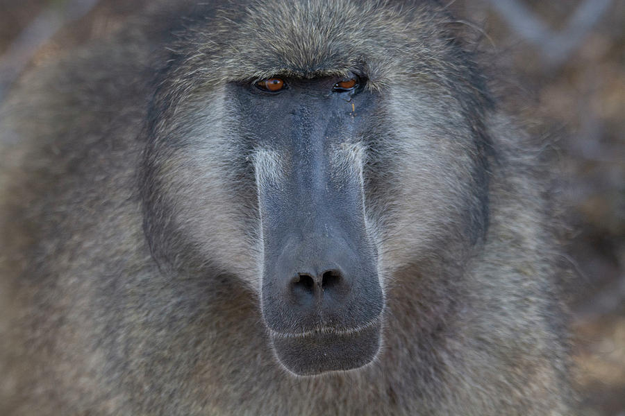 Baboon Closeup Photograph by Patrick Nowotny