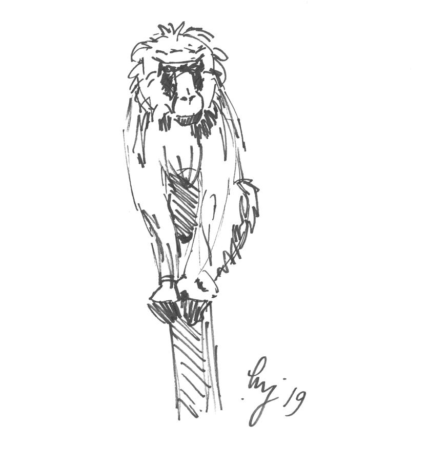 Baboon drawing Drawing by Mike Jory