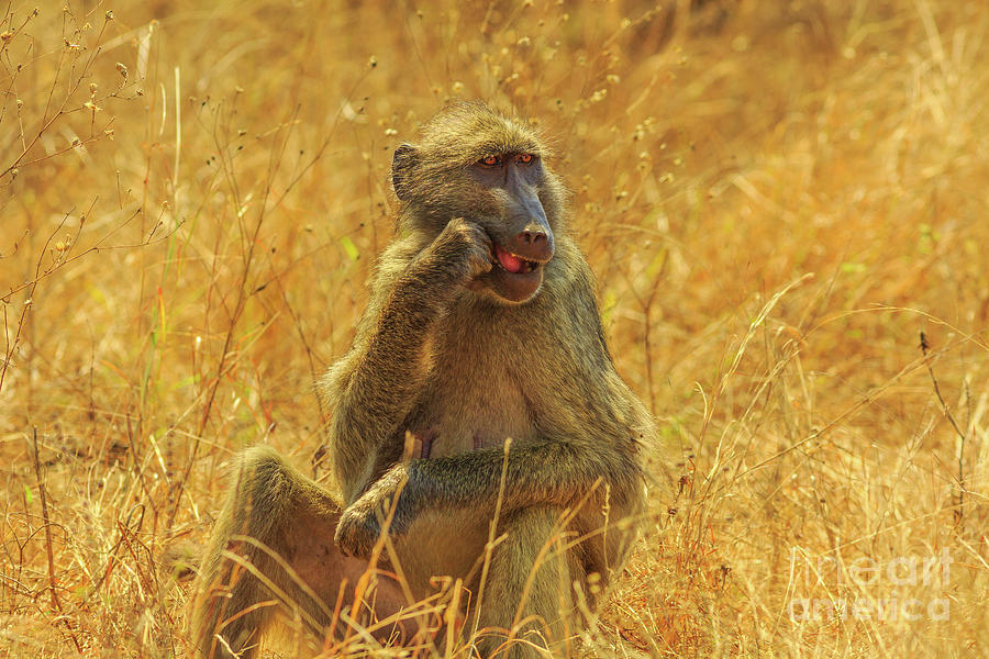 Baboon eating Africa Photograph by Benny Marty