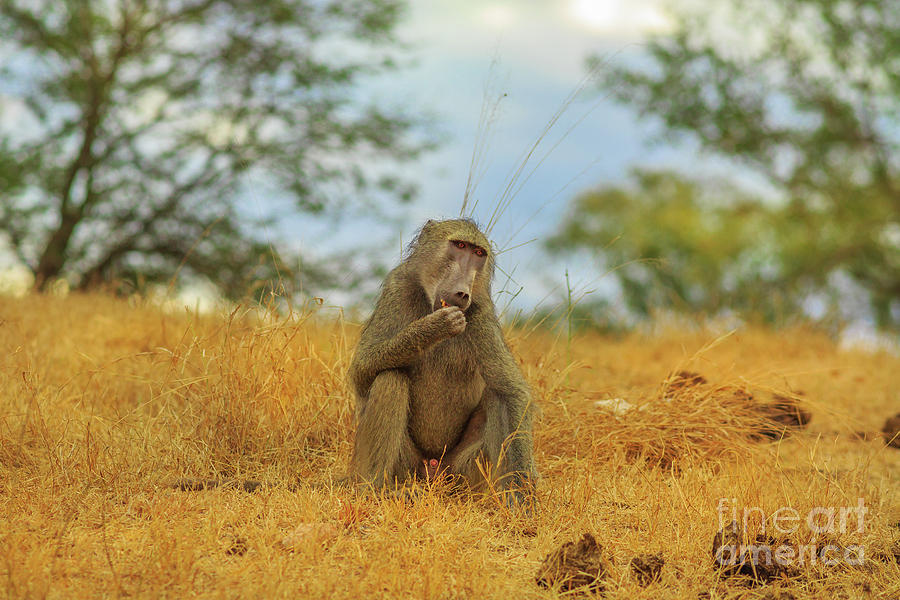 Baboon eating Kruger Photograph by Benny Marty