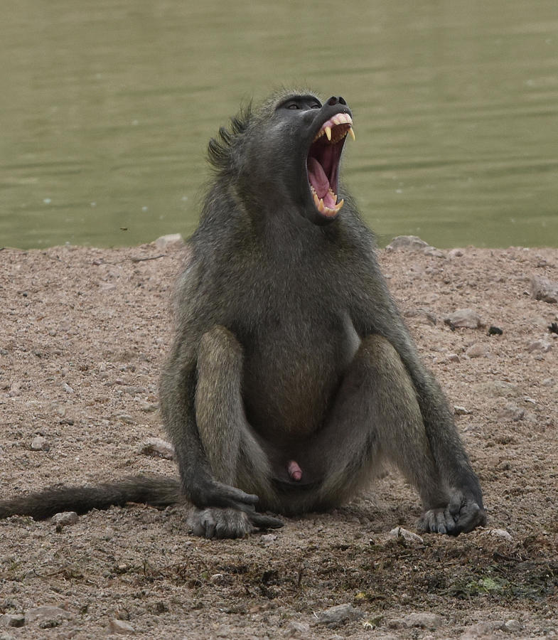 Baboon, evidently a male Photograph by Ben Foster