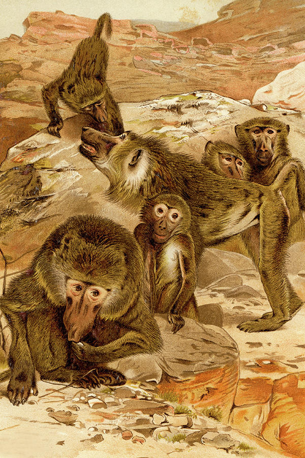 Baboon Family Painting by F.W.  Kuhnert
