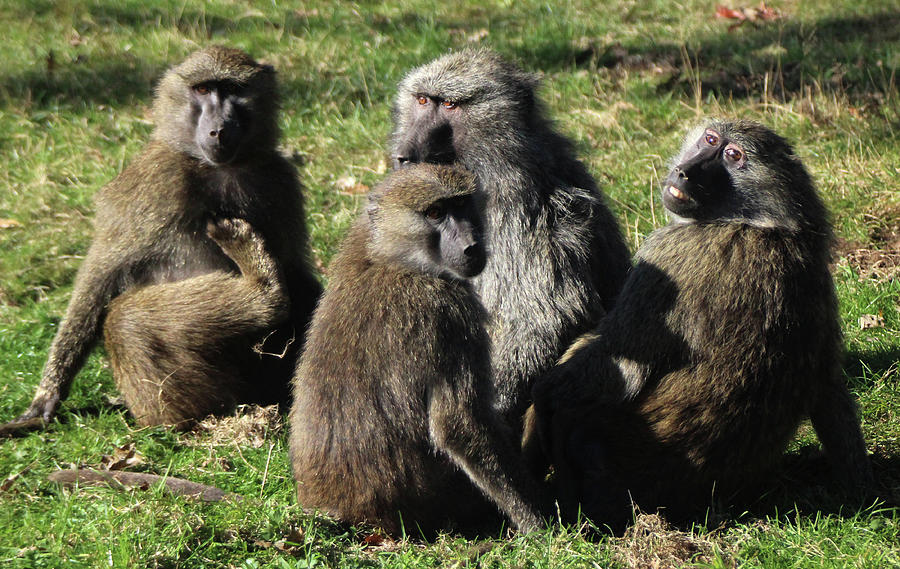Baboon Family Posing Photograph by Doc Braham