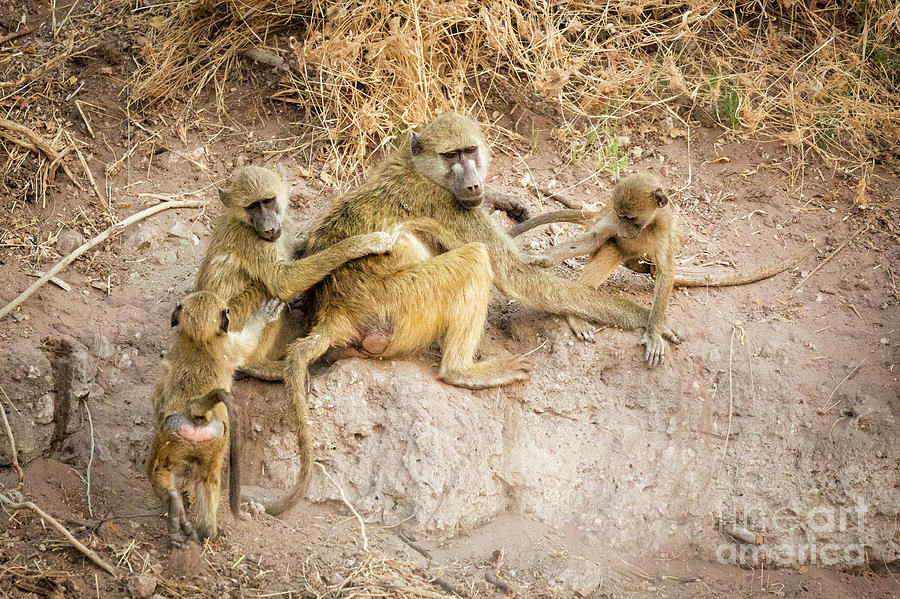 Baboon Family Photograph by Timothy Hacker