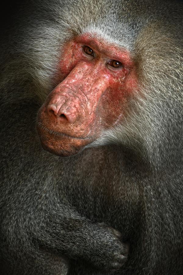 Baboon Photograph by Jimmy Hoffman