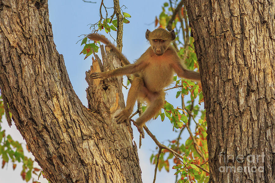 Baboon jump on a tree Photograph by Benny Marty