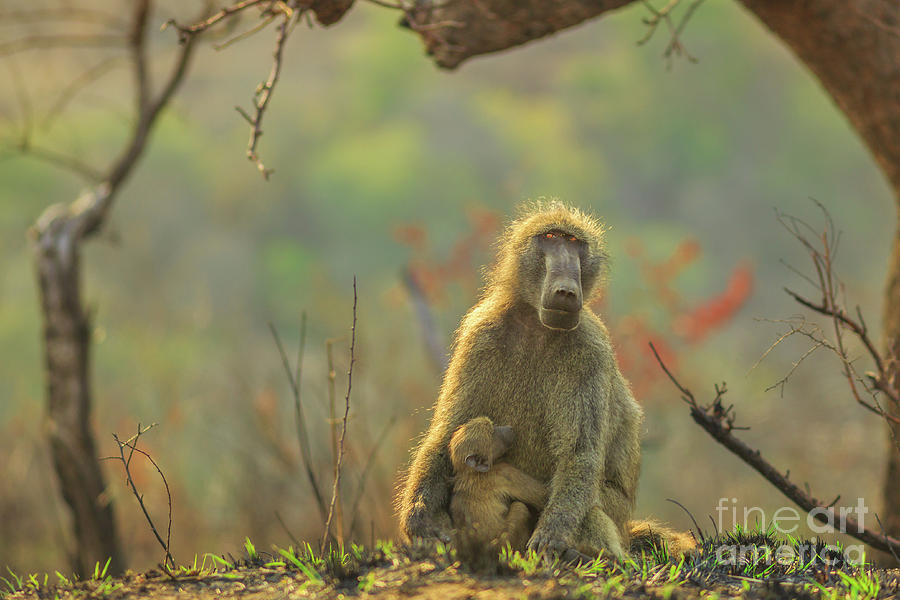 Baboon mum with baby Photograph by Benny Marty