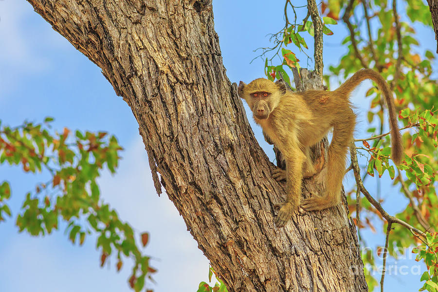 Baboon on a tree Photograph by Benny Marty
