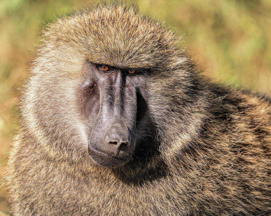 Baboon Portrait Photograph by Betty Eich