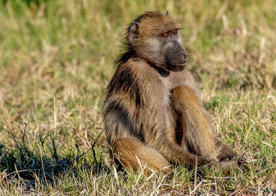 Baboon Portrait Photograph By Marcy Wielfaert 