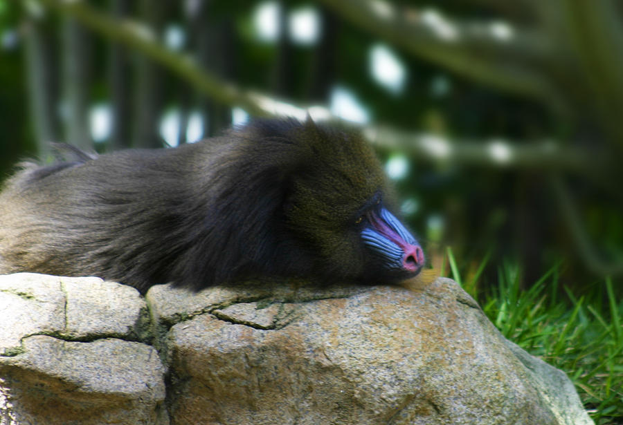 Baboon Resting Photograph by Anthony Jones