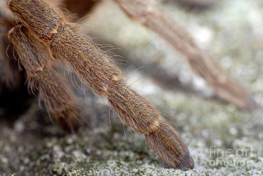 Baboon Spider Legs Photograph by Peter Chadwick/science Photo Library