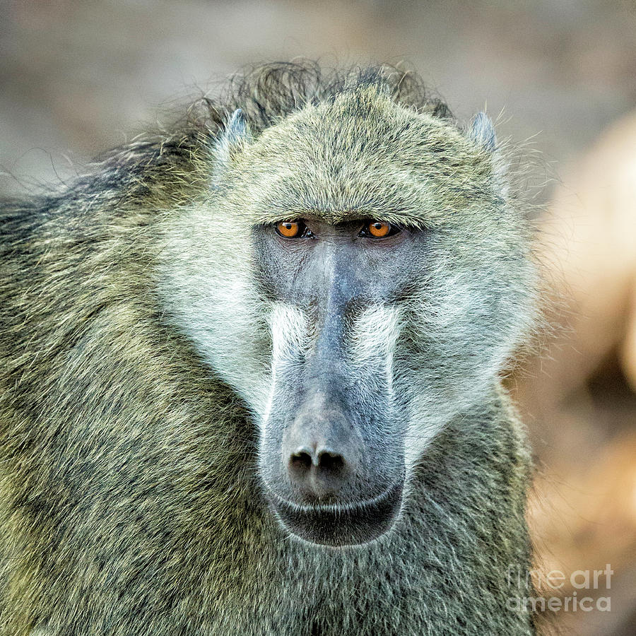Baboon Photograph by Timothy Hacker