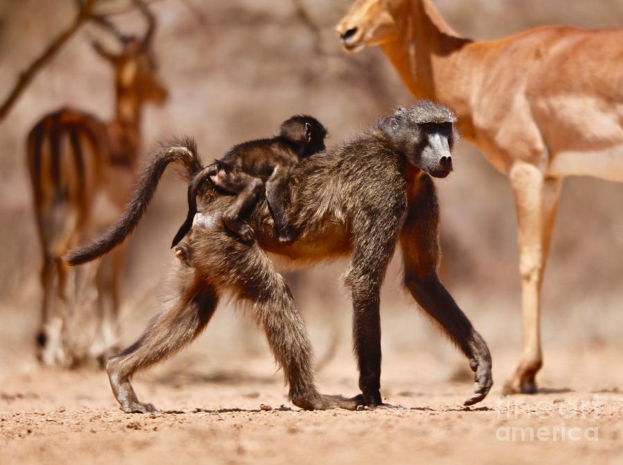 Animal Photograph - Baboons And Impala, 2019, Photograph by Eric Meyer