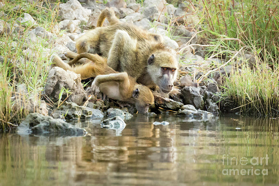 Baboons Drinking 2 Photograph by Timothy Hacker