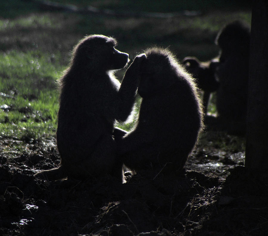 Baboons in Silhouette Photograph by Doc Braham