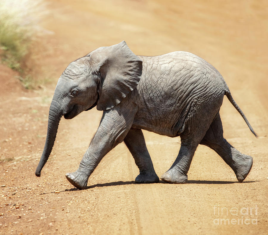 Baby African elephant Photograph by Jane Rix