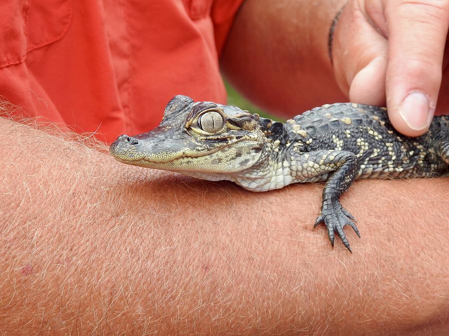 Newborn Alligator