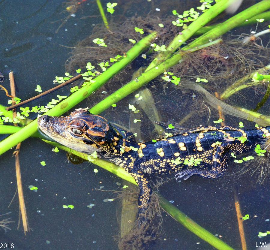 Baby Alligator Photograph by Lisa Wooten